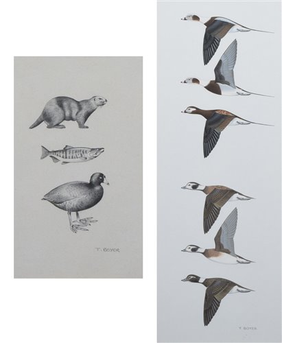 Lot 289 - Trevor Boyer, "Prey of the Bald Eagle" and "Studies of Long-Tailed Ducks", drawings (2).