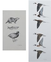 Lot 289 - Trevor Boyer, "Prey of the Bald Eagle" and "Studies of Long-Tailed Ducks", drawings (2).
