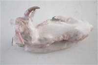Lot 112 - 18th century English porcelain model of a recumbent goat