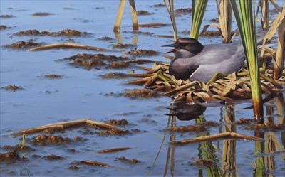 Lot 170 - Chris Rose, "Black Tern on Nest", oil.