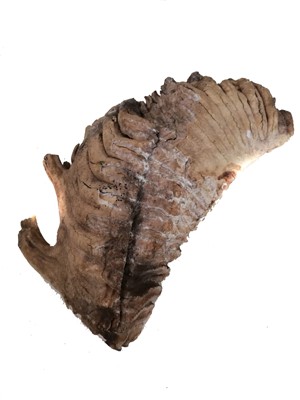 Lot 56 - An impressive mammoth tooth