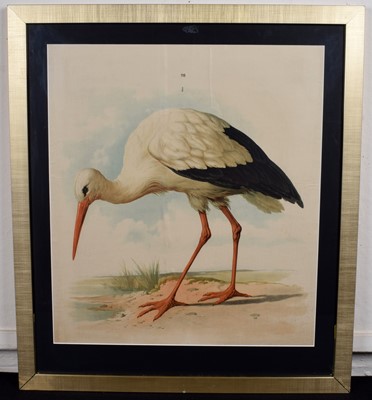 Lot 77 - Stork Print