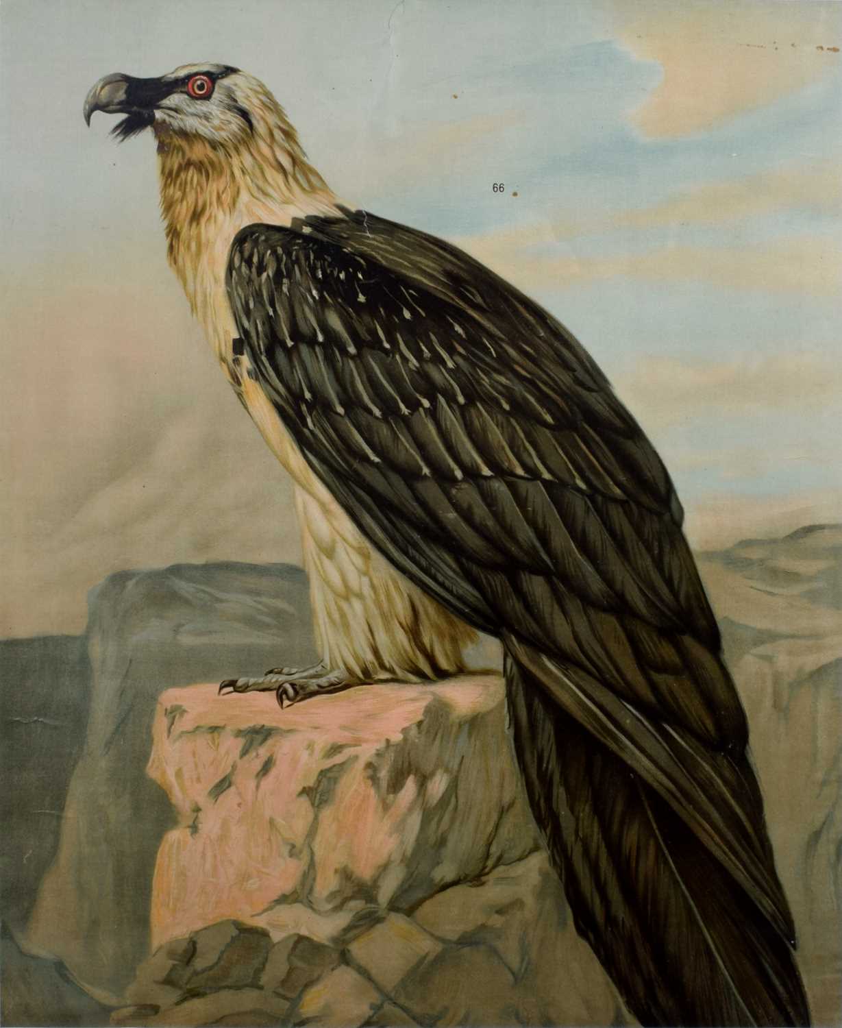 Lot 76 - Large Print of a Bird of Prey