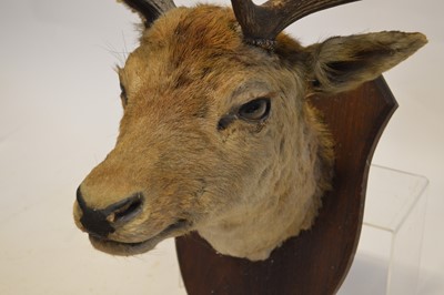 Lot 254 - Stag's head