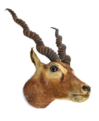 Lot 255 - Stuffed Antelope head