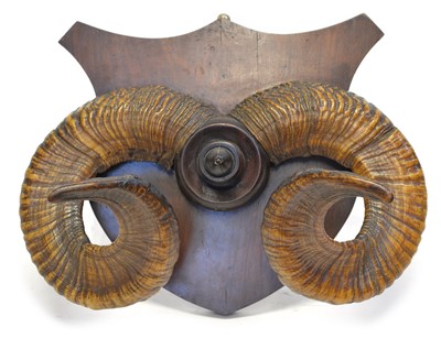 Lot 253 - A pair of Ram's horns