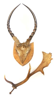 Lot 256 - Fallow horn and Antelope horns on shield