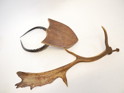 Lot 256 - Fallow horn and Antelope horns on shield