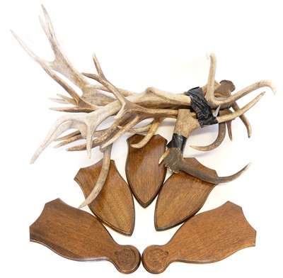 Lot 277 - Quantity of Deer antlers and also various Oak  shields