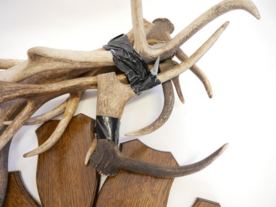 Lot 277 - Quantity of Deer antlers and also various Oak  shields