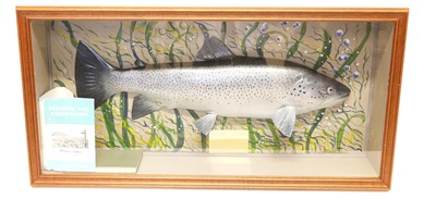 Lot 151 - Cased cast of a Sea Trout