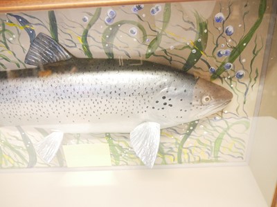 Lot 151 - Cased cast of a Sea Trout