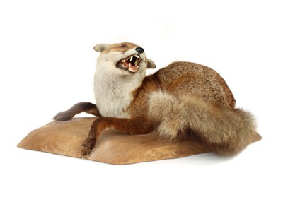 Lot 274 - Taxidermy Red Fox