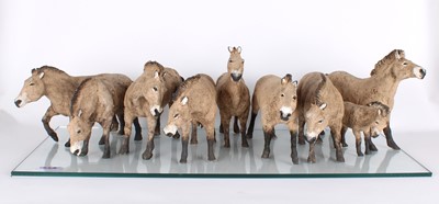 Lot 210 - Judy Taylor (British, Active 20th/21st Century) , Przewalski's Horse Group, ceramic sculpture.