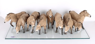 Lot 210 - Judy Taylor (British, Active 20th/21st Century) , Przewalski's Horse Group, ceramic sculpture.