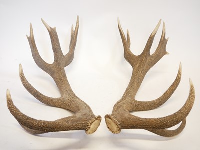 Lot 400 - A Pair of Fourteen Point Red Deer Antlers