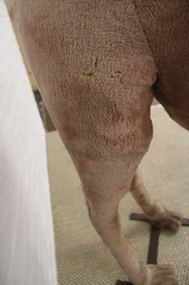 Lot 277 - Steiff, Germany