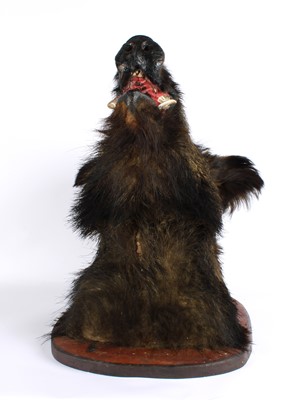 Lot 198 - A Large Taxidermy Wild Boar Head Mount