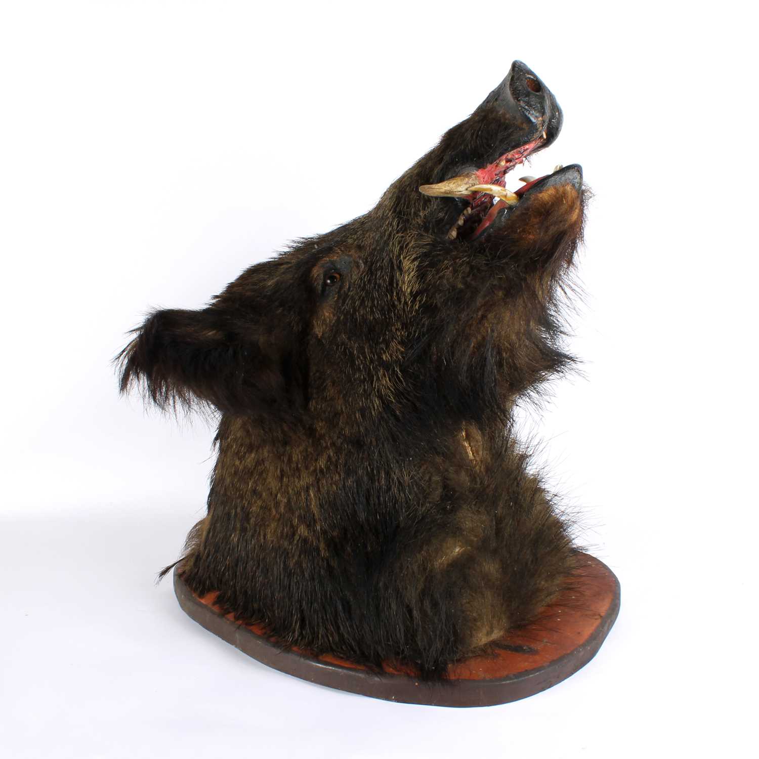 Lot 198 - A Large Taxidermy Wild Boar Head Mount