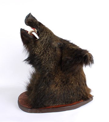 Lot 198 - A Large Taxidermy Wild Boar Head Mount