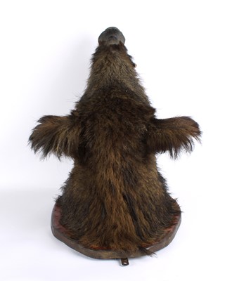 Lot 198 - A Large Taxidermy Wild Boar Head Mount