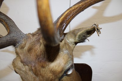 Lot 204 - A Taxidermy Fallow Deer Head Mount