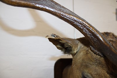 Lot 204 - A Taxidermy Fallow Deer Head Mount