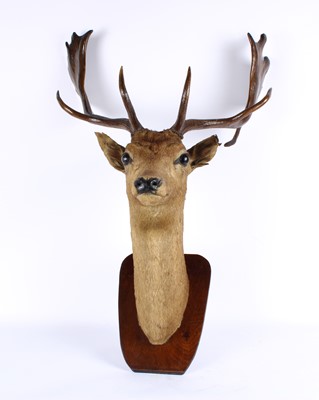 Lot 204 - A Taxidermy Fallow Deer Head Mount