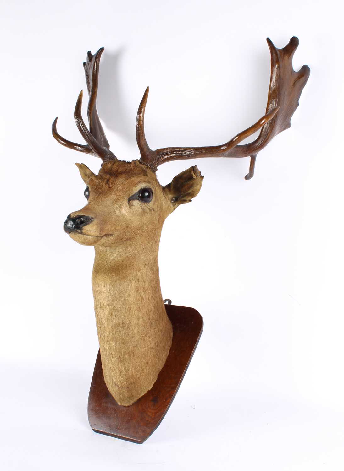 Lot 204 - A Taxidermy Fallow Deer Head Mount