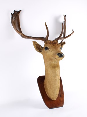 Lot 204 - A Taxidermy Fallow Deer Head Mount