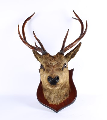 Lot 259 - A Taxidermy Red Deer Head Mount
