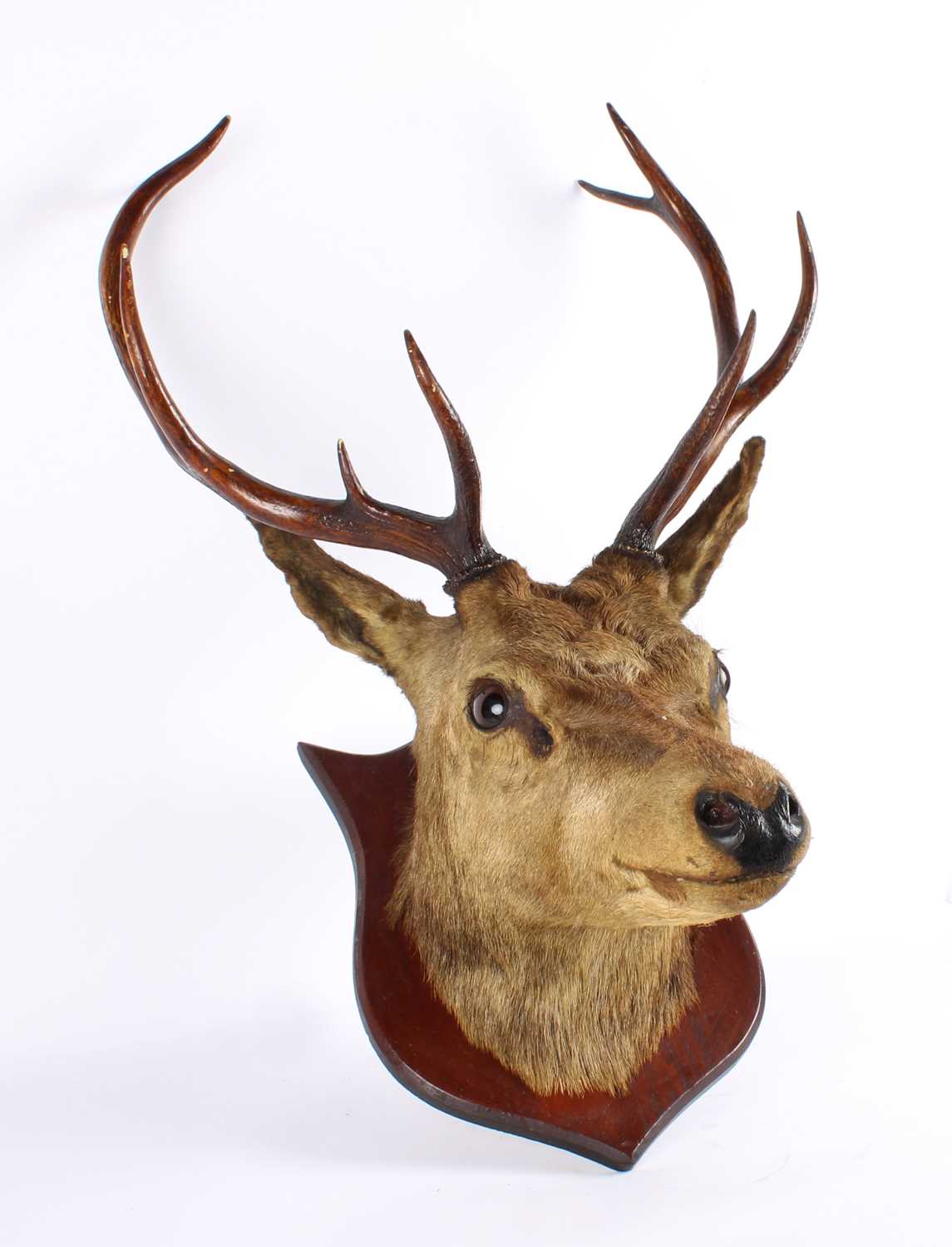 Lot 259 - A Taxidermy Red Deer Head Mount