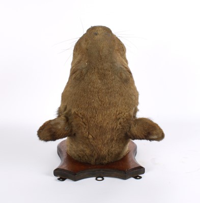 Lot 196 - A Taxidermy African Lioness Head Mount