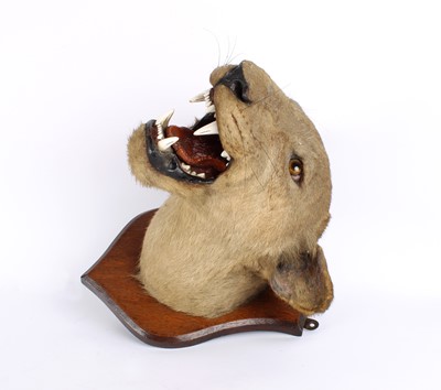 Lot 196 - A Taxidermy African Lioness Head Mount
