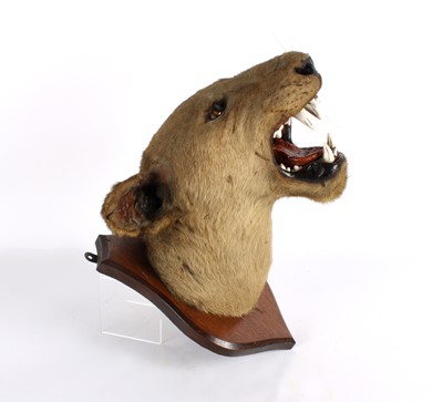 Lot 196 - A Taxidermy African Lioness Head Mount