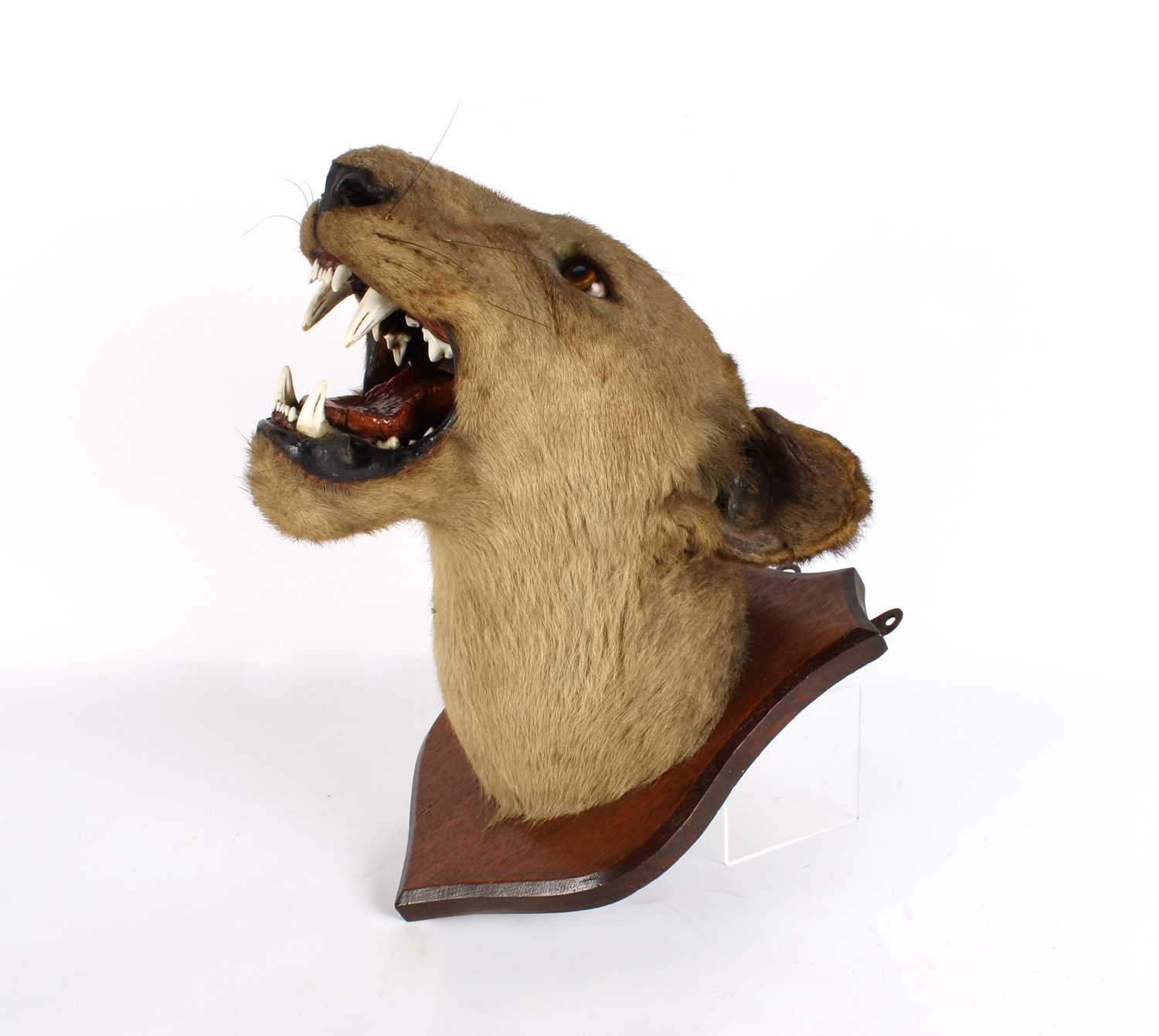 Lot 196 - A Taxidermy African Lioness Head Mount