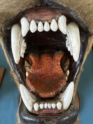 Lot 196 - A Taxidermy African Lioness Head Mount