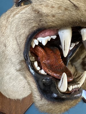 Lot 196 - A Taxidermy African Lioness Head Mount