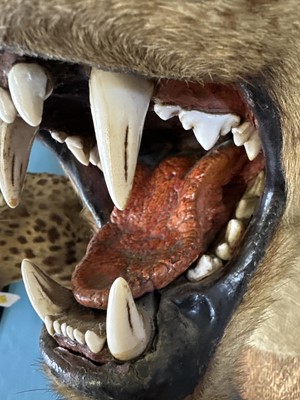 Lot 196 - A Taxidermy African Lioness Head Mount