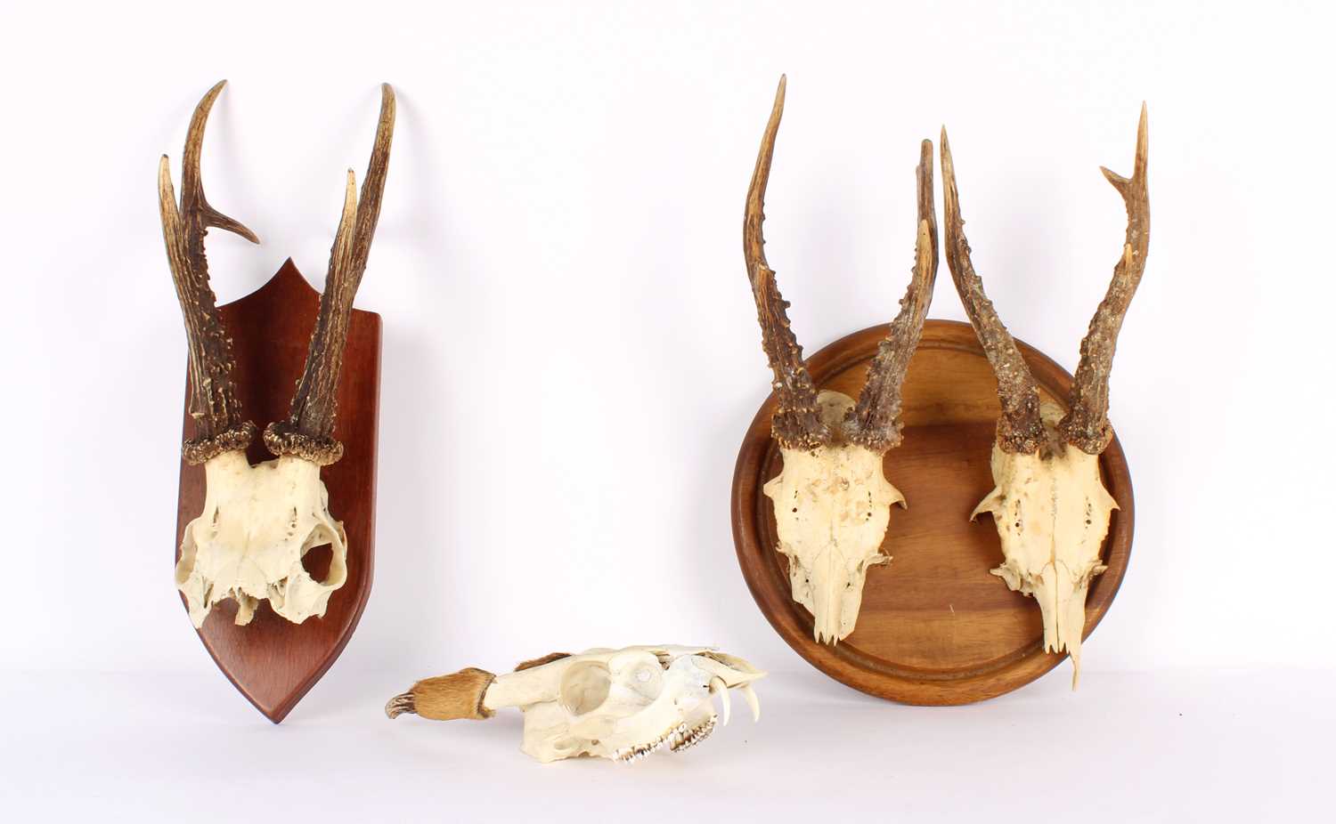 Lot 258 - A Taxidermy Reeves' Muntjac Antler and Skull Mount
