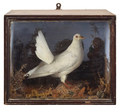 Lot 245 - A Late 19th/Early 20th Century Taxidermy Ex-Racing Fantail Pigeon (Columba livia domestica)
