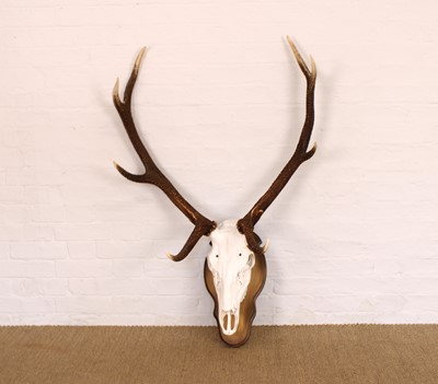 Lot 247 - A Large Taxidermy Stag Skull Mount with Twin Four Point Antlers