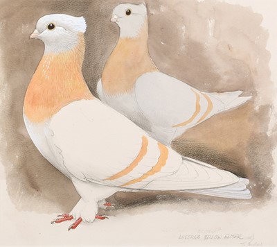 Lot 44 - Charles Frederick Tunnicliffe (British 1901-1979)