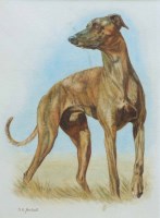 Lot 386 - G.E. Machell, Study of a greyhound, watercolour.