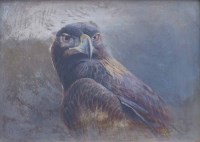 Lot 343 - C. David Johnston, Bird studies, two oils and two watercolours (4).