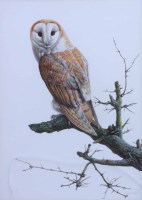 Lot 356 - C. David Johnston, Study of a barn owl, watercolour.