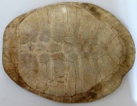 Lot 6 - Blond turtle shell.