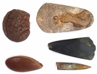 Lot 4 - Two stone axe heads, probably Neolithic period of Langdale origin, also a fossilised tooth, and two nuts