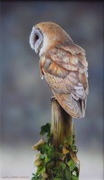 Lot 322 - Wayne Westwood, Barn owl, acrylic on board.