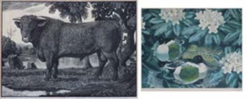 Lot 528 - C.F. Tunnicliffe, The Shorthorn Bull, wood engraving and another signed print (2).